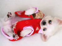 Lovely Puppy Slide image
