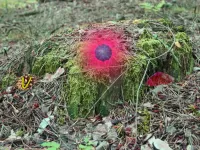 Mysterious Password Forest - Autumn Edition 2 image