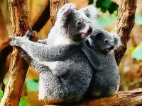 Cute Baby Koala Bear image