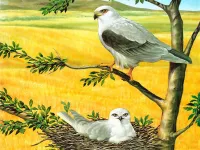 Birds of Prey Puzzle image