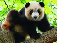 Cute Baby Panda image
