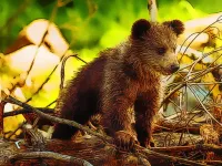 Cute Baby Bears image