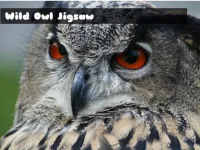 Wild owl Jigsaw image