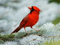 Birds Puzzle image