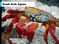 Beach Crab Jigsaw image