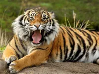 Animals Jigsaw Puzzle - Tiger image