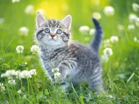 Kittens Jigsaw Puzzle Collection image