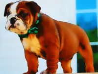 Bulldog Puppy Puzzle image