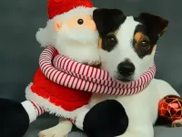 Funny Christmas Dogs image