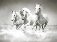 Horses Puzzle image