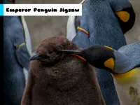 Emperor Penguin Jigsaw image