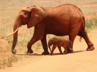 Animals Jigsaw Puzzle - Elephants image