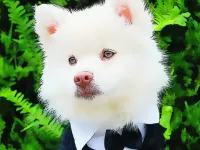 Funny Baby Animals image