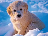 Winter Pets Puzzle image
