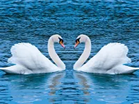 Swans Slide image