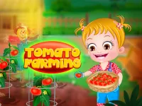 Baby Hazel Tomato Farming image