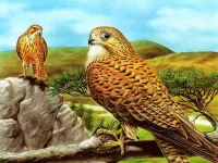 Birds of Prey Slide image