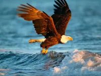 Animals Jigsaw Puzzle - Eagle image