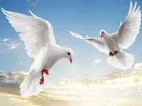 Flying Birds Slide image