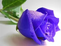 Blue Roses Puzzle image